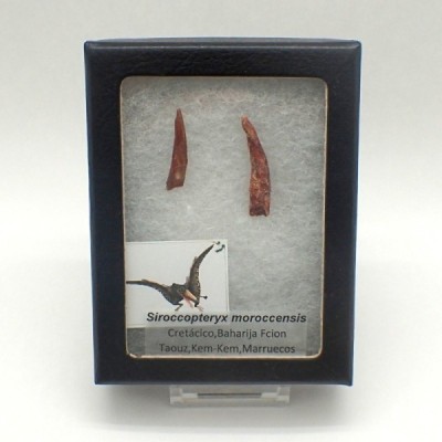 Anfibios y Reptiles de colección Siroccopterix moroccensis - FAR49 Anfibios y Reptiles de colección Siroccopterix moroccensis - FAR49