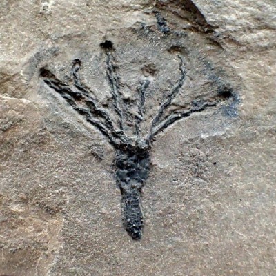 Gogia spiralis, Gogia spiralis Gogia spiralis, Gogia spiralis