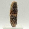 PIÑA: Equicalastrobus chinleana, PIÑA: Equicalastrobus chinleana