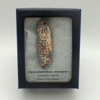 Paleobotánica de colección PIÑA: Equicalastrobus chinleana - FH390 Paleobotánica de colección PIÑA: Equicalastrobus chinleana - FH390