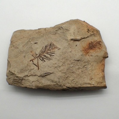 Tassoidium sp., Tassoidium sp. Tassoidium sp., Tassoidium sp.