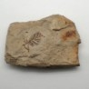 Tassoidium sp., Tassoidium sp.
