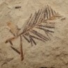 Tassoidium sp.