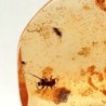 Insectos en ámbar