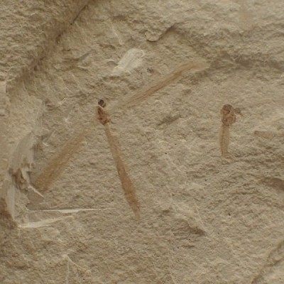 Cranefly sp., Cranefly sp. Cranefly sp., Cranefly sp.