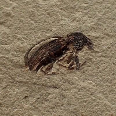 Insectos de colección Snout beetle, Mimosites coloradensis - Fi18