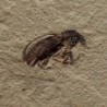 Snout beetle, Mimosites coloradensis