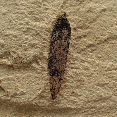 Insectos de colección Snout beetle, Mimosites coloradensis - Fi18