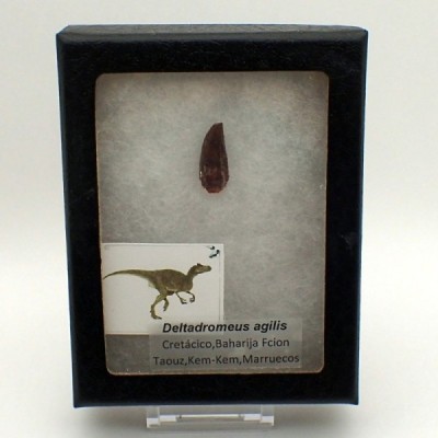 Dinosaurios de colección Deltadromeus agilis - FD165 Dinosaurios de colección Deltadromeus agilis - FD165