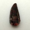 Deltadromeus agilis