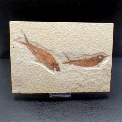 Knigthia eocaena(2), Knigthia eocaena(2), Knigthia eocaena(2) Knigthia eocaena(2), Knigthia eocaena(2), Knigthia eocaena(2)