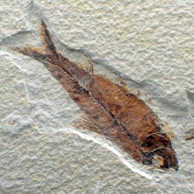 Knigthia eocaena FP292 Knigthia eocaena FP292