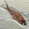 Knigthia eocaena