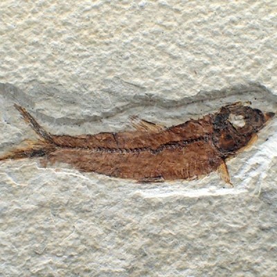 Knigthia eocaena FP292 Knigthia eocaena FP292