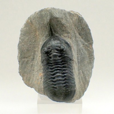 Morocconites malladoides, Morocconites malladoides, Morocconites malladoides Morocconites malladoides, Morocconites malladoides, Morocconites malladoides