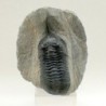 Morocconites malladoides, Morocconites malladoides, Morocconites malladoides