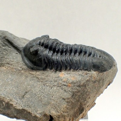 Trilobites de colección Morocconites malladoides - FT488 Trilobites de colección Morocconites malladoides - FT488