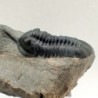 Morocconites malladoides
