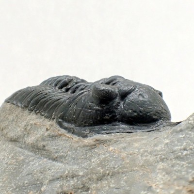 Trilobites de colección Morocconites malladoides - FT488 Trilobites de colección Morocconites malladoides - FT488