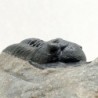 Morocconites malladoides