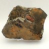 Pryciclopyge binodosa, Pryciclopyge binodosa