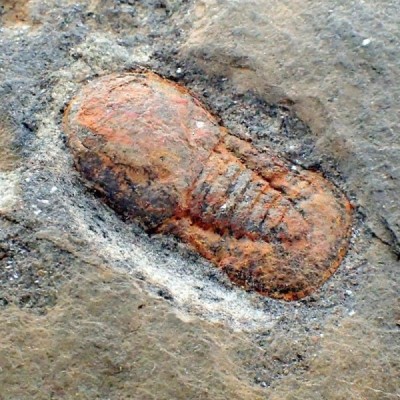 Trilobites de colección Pryciclopyge binodosa - FT576 Trilobites de colección Pryciclopyge binodosa - FT576