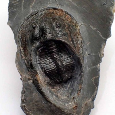 Trilobites de colección Harpes perradiatus - FT431 Trilobites de colección Harpes perradiatus - FT431