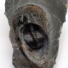 Harpes perradiatus