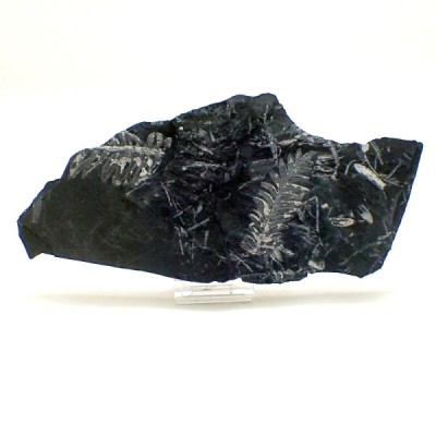 Alethopteris serlii, Alethopteris serlii Alethopteris serlii, Alethopteris serlii