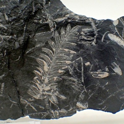 Paleobotánica de colección Alethopteris serlii - FH340 Paleobotánica de colección Alethopteris serlii - FH340