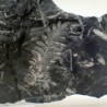 Alethopteris serlii