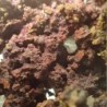 Native copper with cuprite
