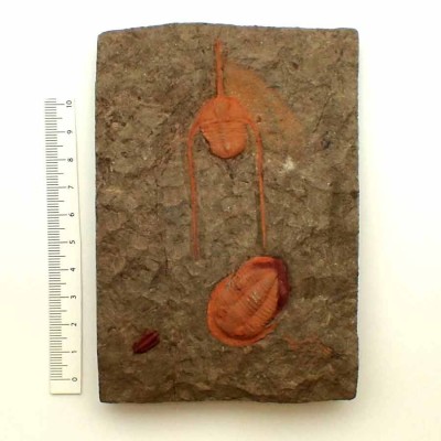 Ampyx aff. priscus + Asaphellus sp + Colcoporyphe sp. FT370 Ampyx aff. priscus + Asaphellus sp + Colcoporyphe sp. FT370