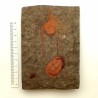 Ampyx aff. priscus + Asaphellus sp + Colcoporyphe sp.