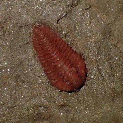 Ampyx aff. priscus + Asaphellus sp + Colcoporyphe sp. FT370 Ampyx aff. priscus + Asaphellus sp + Colcoporyphe sp. FT370