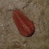 Ampyx aff. priscus + Asaphellus sp + Colcoporyphe sp.