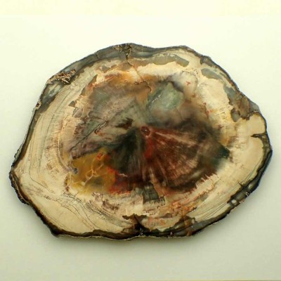 Comprar fósiles vegetales de colección Araucaria sp. (conifera) - FH380 Comprar fósiles vegetales de colección Araucaria sp. (conifera) - FH380