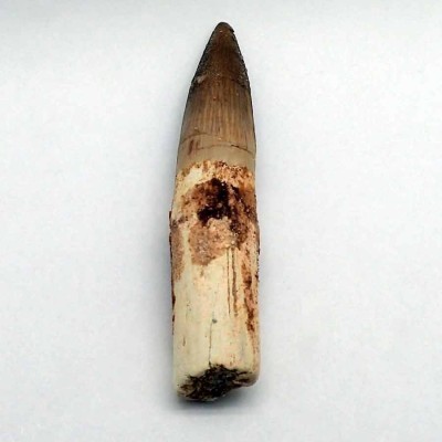 Buy tooth Spinosaurus aegyptiacus-FD140 Buy tooth Spinosaurus aegyptiacus-FD140