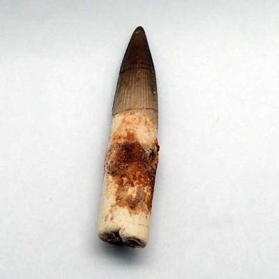 Buy tooth Spinosaurus aegyptiacus-FD140 Buy tooth Spinosaurus aegyptiacus-FD140