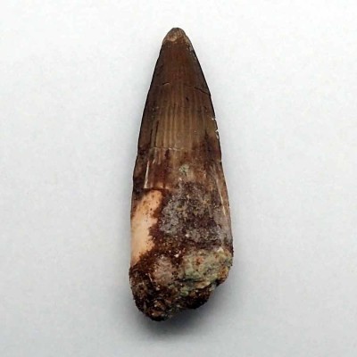 Buy tooth Spinosaurus aegyptiacus-FD144 Buy tooth Spinosaurus aegyptiacus-FD144