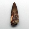 copy of Spinosaurus aegyptiacus