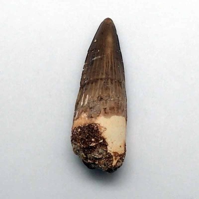 Buy tooth Spinosaurus aegyptiacus-FD144 Buy tooth Spinosaurus aegyptiacus-FD144