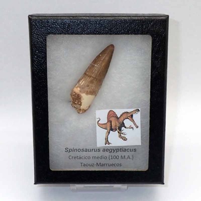 Buy tooth Spinosaurus aegyptiacus-FD144 Buy tooth Spinosaurus aegyptiacus-FD144