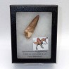 copy of Spinosaurus aegyptiacus