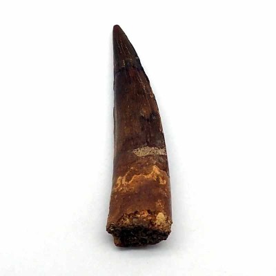 Comprar diente de Spinosaurus marrocanus FD215 Comprar diente de Spinosaurus marrocanus FD215