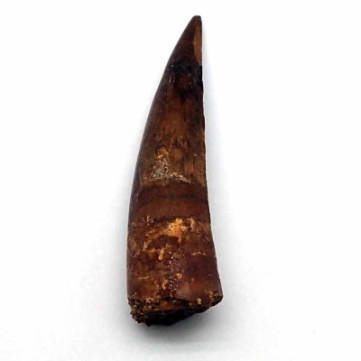 Comprar diente de Spinosaurus marrocanus FD215 Comprar diente de Spinosaurus marrocanus FD215
