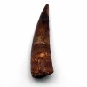 Spinosaurus marrocanus
