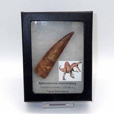 Comprar diente de Spinosaurus marrocanus FD215 Comprar diente de Spinosaurus marrocanus FD215