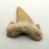 Otodus obliquus