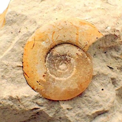 Perisphinctes sp Perisphinctes sp